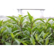 Hygrophila corymbosa 'Thailand'