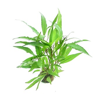 Hygrophila corymbosa 'Thailand'