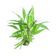 Hygrophila corymbosa 'Thailand'