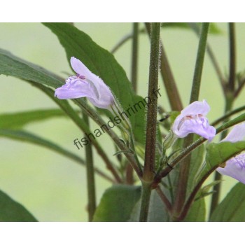 Hygrophila corymbosa 'Thailand'
