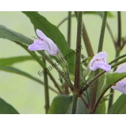 Hygrophila corymbosa 'Thailand'