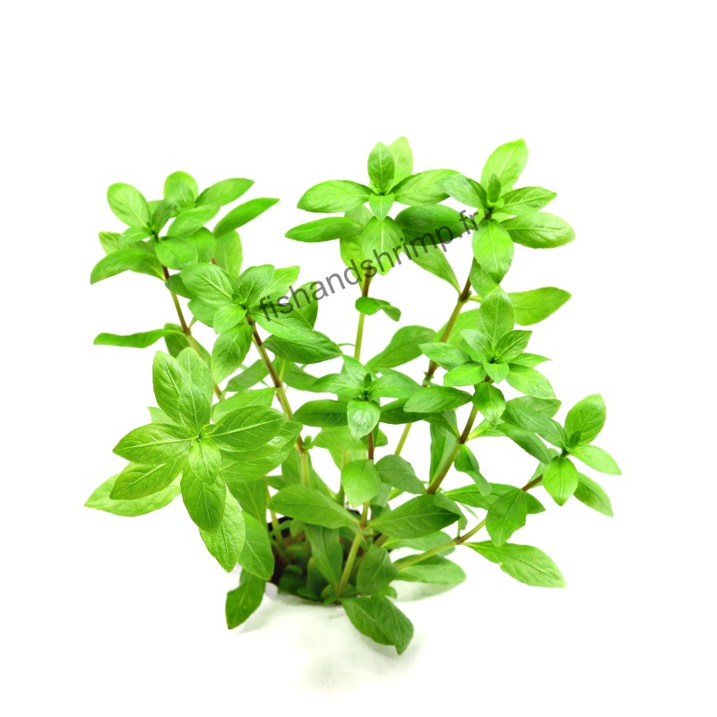 Hygrophila polysperma