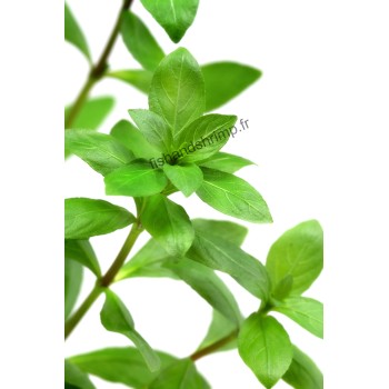 Hygrophila polysperma
