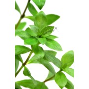 Hygrophila polysperma