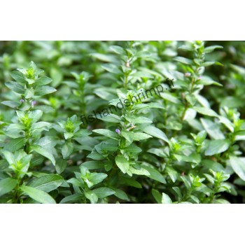 Hygrophila polysperma