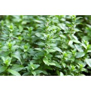Hygrophila polysperma