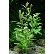 Hygrophila polysperma