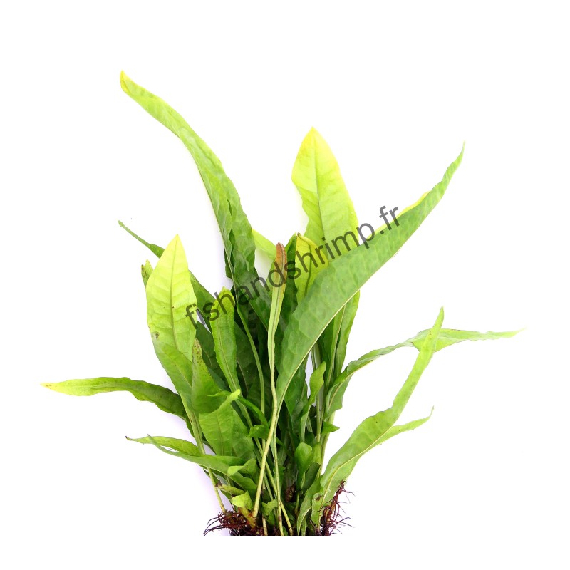 Microsorum pteropus