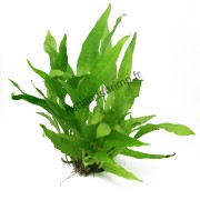 Microsorum pteropus