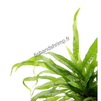 Microsorum pteropus
