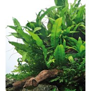 Microsorum pteropus