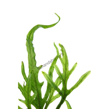 Microsorum pteropus 'Trident'