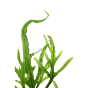 Microsorum pteropus 'Trident'
