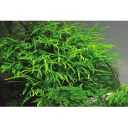 Microsorum pteropus 'Trident'