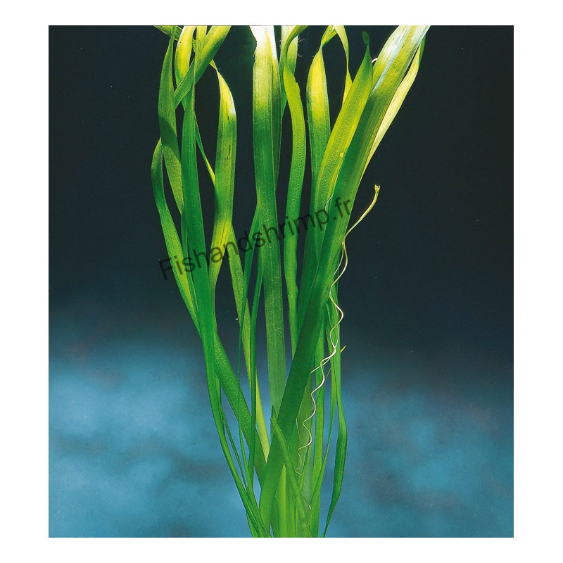 Vallisneria australis 'Gigantea'