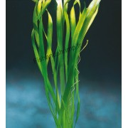 Vallisneria australis 'Gigantea'