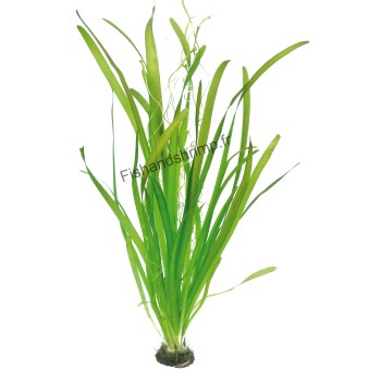 Vallisneria australis 'Gigantea'