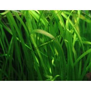 Vallisneria spiralis