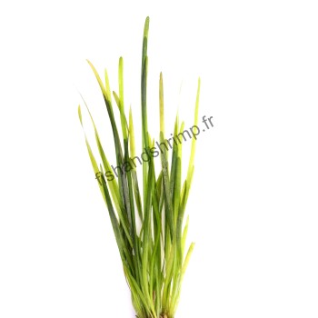 Vallisneria spiralis