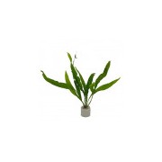 Microsorum pteropus BT