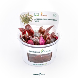 plantes