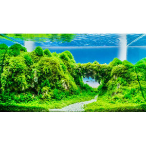 Aquascaping