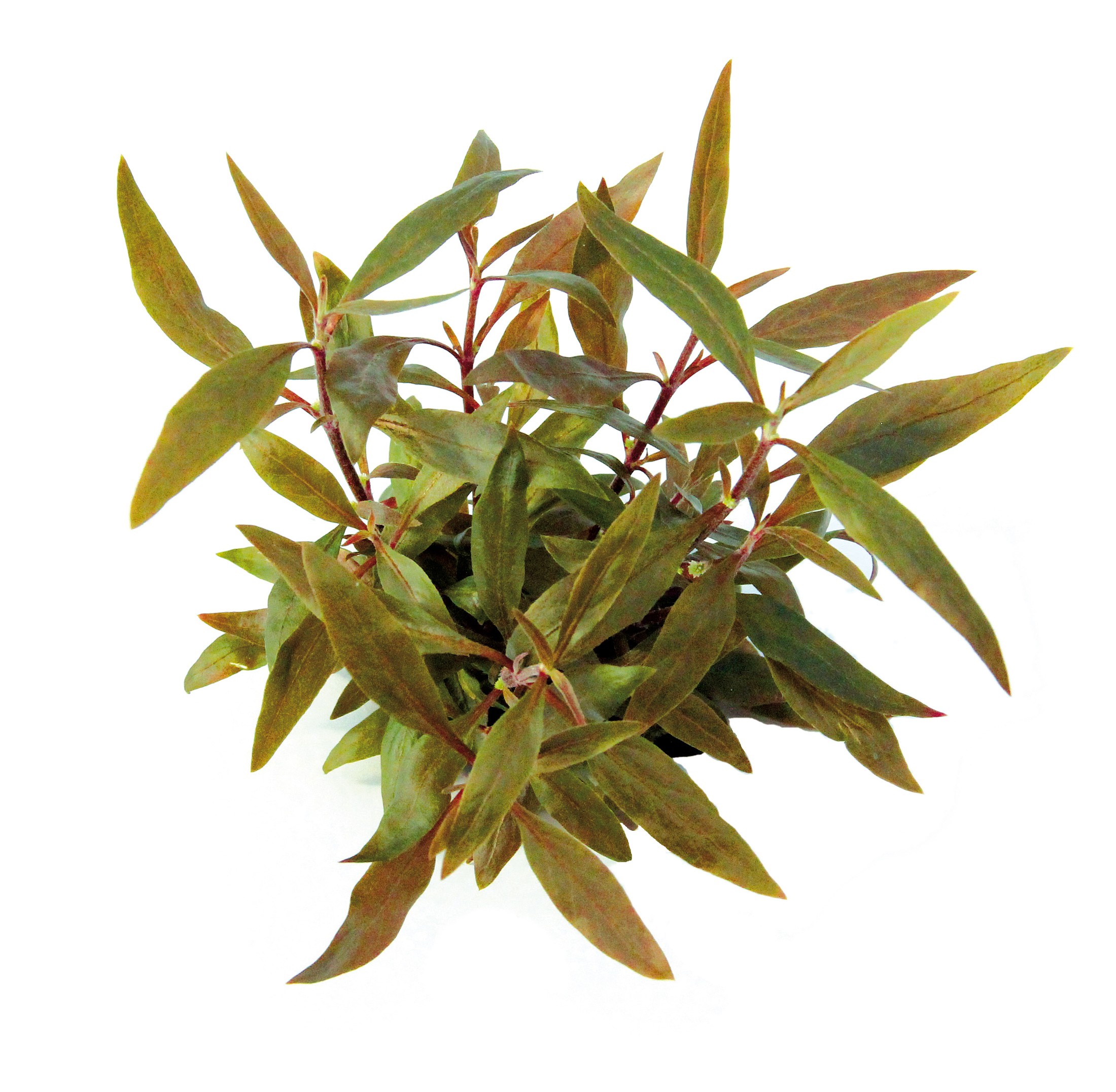 plantes en pot