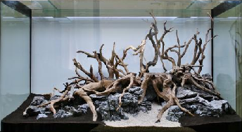 Déco naturelle Aquascaping